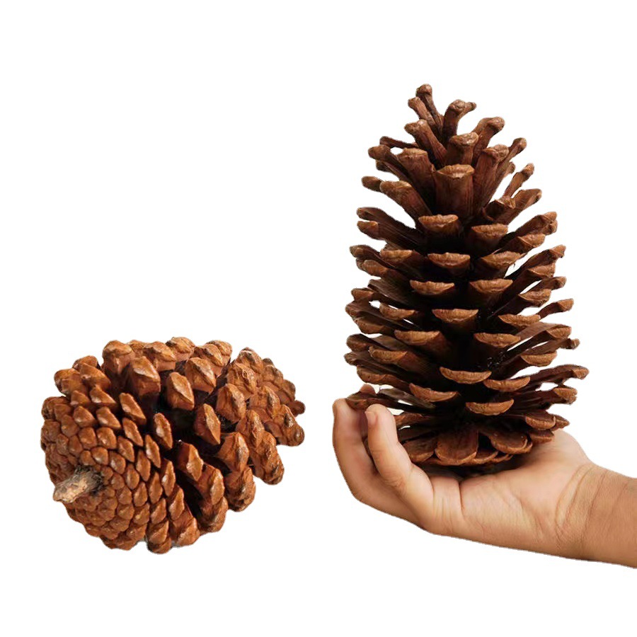 7-18cm Super Large Pine Cone Christmas Decorations Pendant Creative Decoration Shooting Props Dried Flower Bunge Pine Cone Pine Wholesale