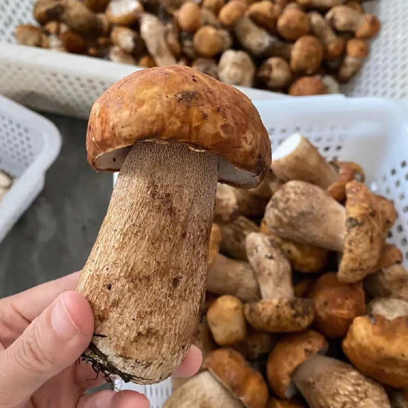 美味牛肝菌干货云南菌子野生蘑菇特产黑牛肝菌营养菌菇汤煲汤食材