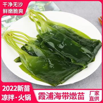 霞浦海带苗嫩芽新鲜海藻菜凉拌菜盐渍小海带芽嫩苗烫三秒火锅即食