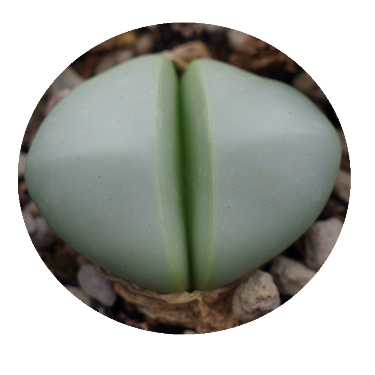 多肉植物金玲玉生石花非银铃玉藻玲玉属盆栽屁花石头屁股满额包邮