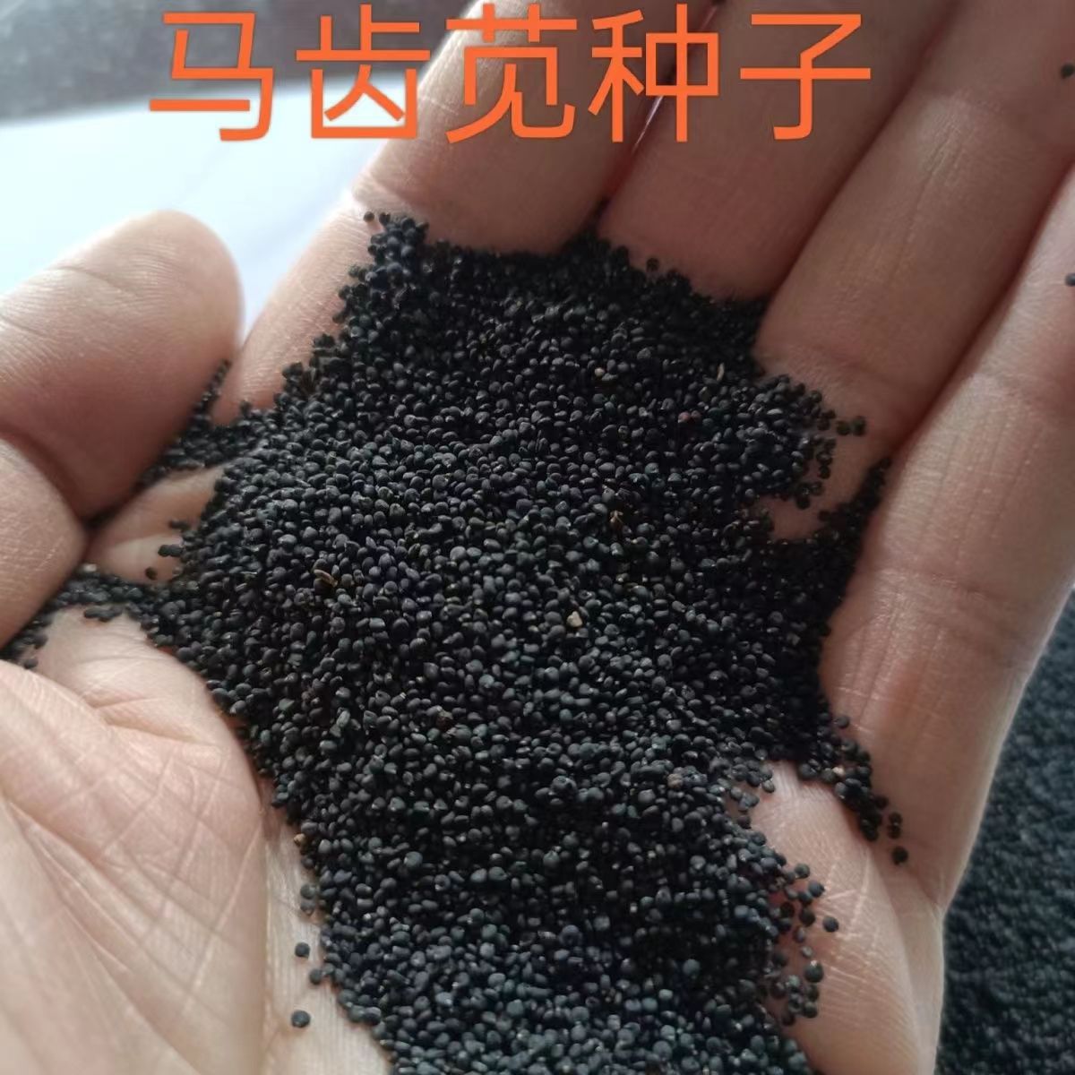 国审玉米种子品种