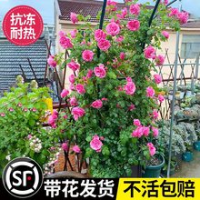 苏城花园红色藤本月季佛罗伦萨蒂娜花苗爬藤大花多头耐热盆栽原盆