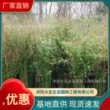 基地批发 自产自销棣棠苗 景区造景道路园林工程绿化苗
