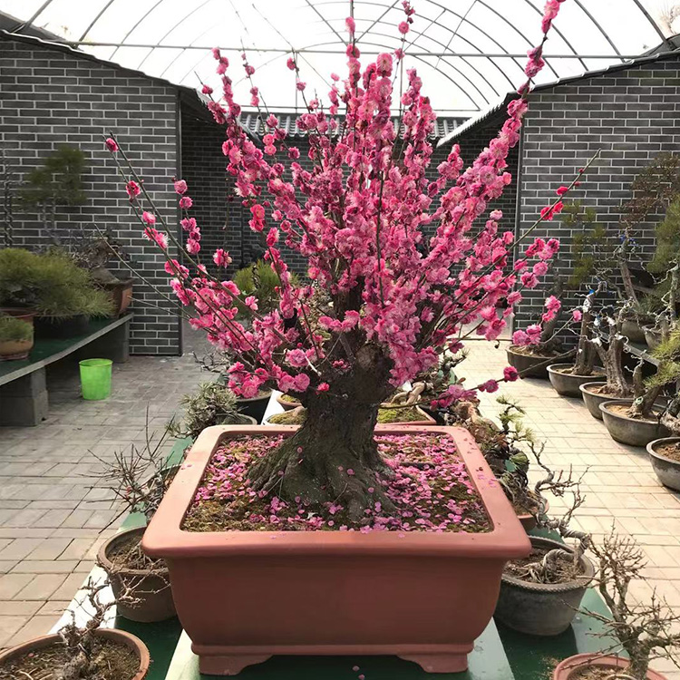 小美庭院红梅盆栽居家观赏梅花老桩盆栽耐寒植物红梅绿梅骨里红