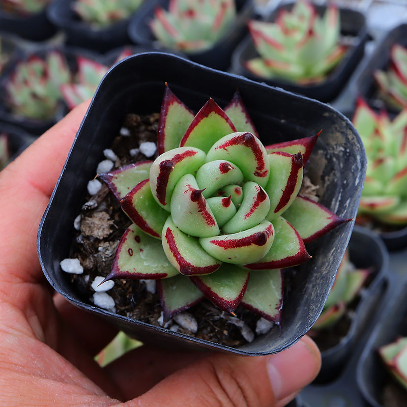 乌木黑檀汁多肉植物批发易养室内花卉绿植鲜花盆栽直批含盆带土发