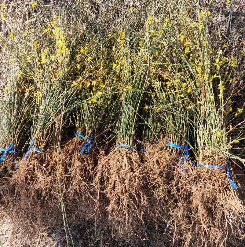小美庭院绿化苗木爬藤护坡植物花卉迎春花苗迎春花四季开花易成活
