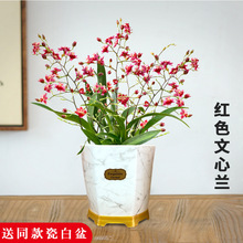 4色香水文心兰冬带超多花苞出售 梦香兰花苗好养花卉绿植室内盆栽