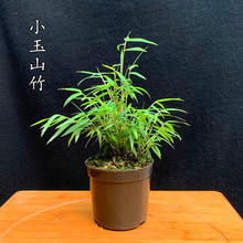 迷你桌面小竹子苗菖蒲室内绿植盆栽景竹袖珍观叶姬虎耳草微型月季