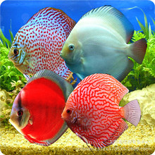 野血松石七彩神仙 野血松七彩 自家繁殖 种鱼大体型 鱼苗自来