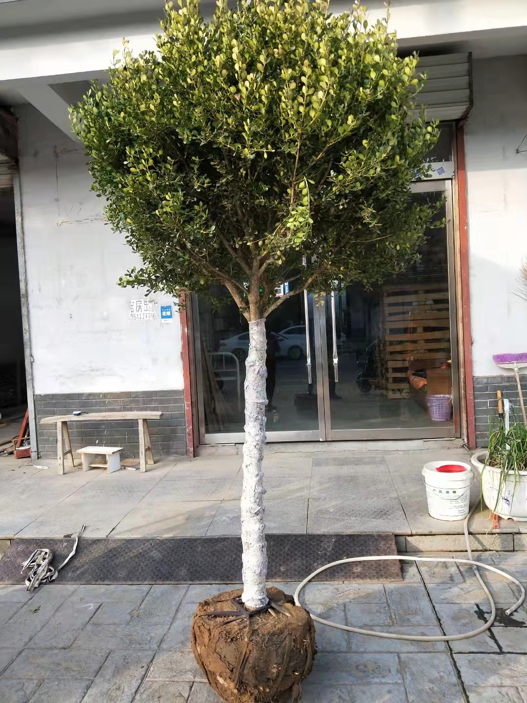 黄杨树苗别墅庭院独杆高杆黄杨苗小叶黄杨树苗球苗黄杨盆景绿化苗