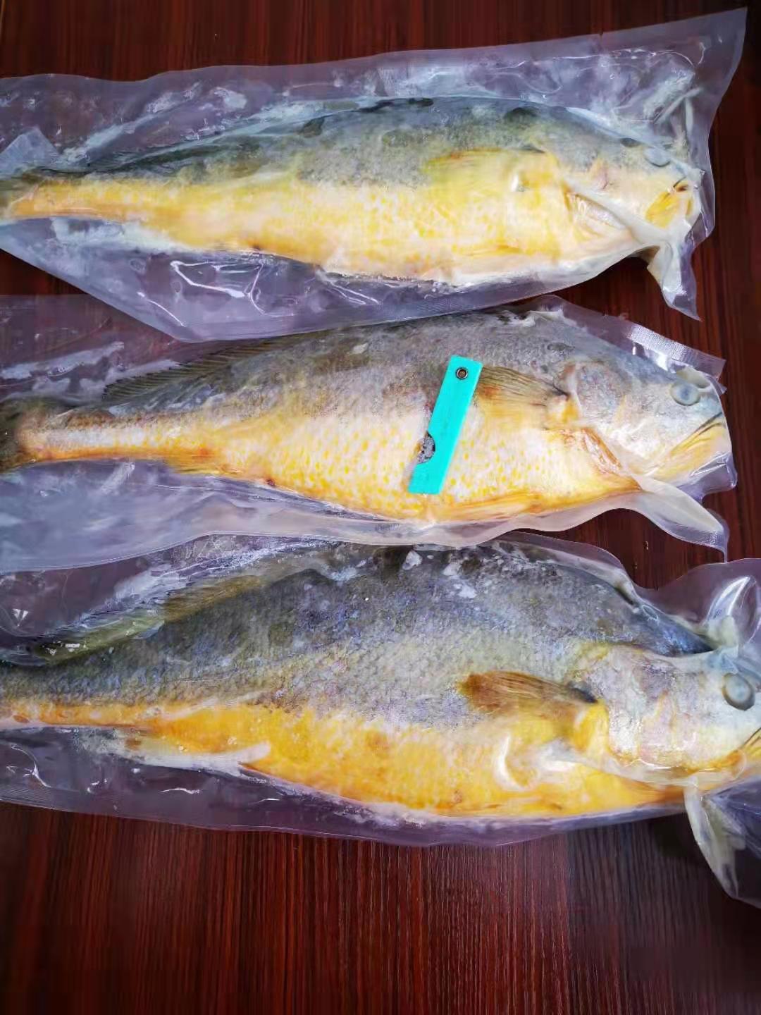 批发供应冰鲜冷冻大黄鱼 黄花鱼 酒店食材