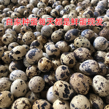 40枚包邮鹌鹑种蛋受精蛋可孵化鹌鹑苗鸟蛋可孵化活体鹌鹑苗受精蛋
