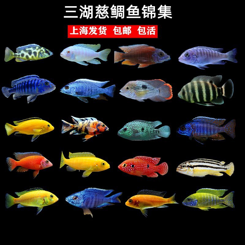 三湖慈鲷鱼活体非洲王子马鲷杂鲷热带鱼小型淡水蓝阿里鲷鱼观赏鱼