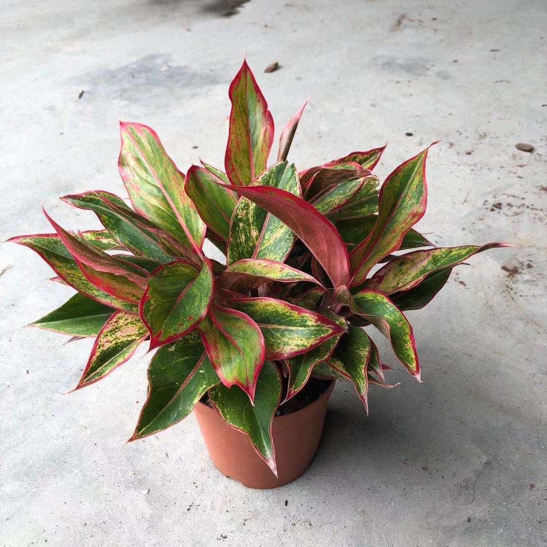 基地直供批发花卉植物150万年红粗肋草净化空气绿色盆