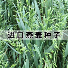 燕麦草种子牧草种子耐寒种籽高产鱼饲料草籽绿肥牛羊草四季播种