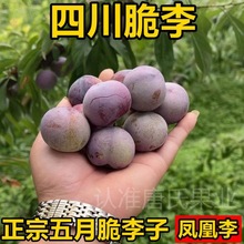顺丰礼盒装 5斤智利进口凤凰李新鲜李子水果当季红心李恐龙蛋特大
