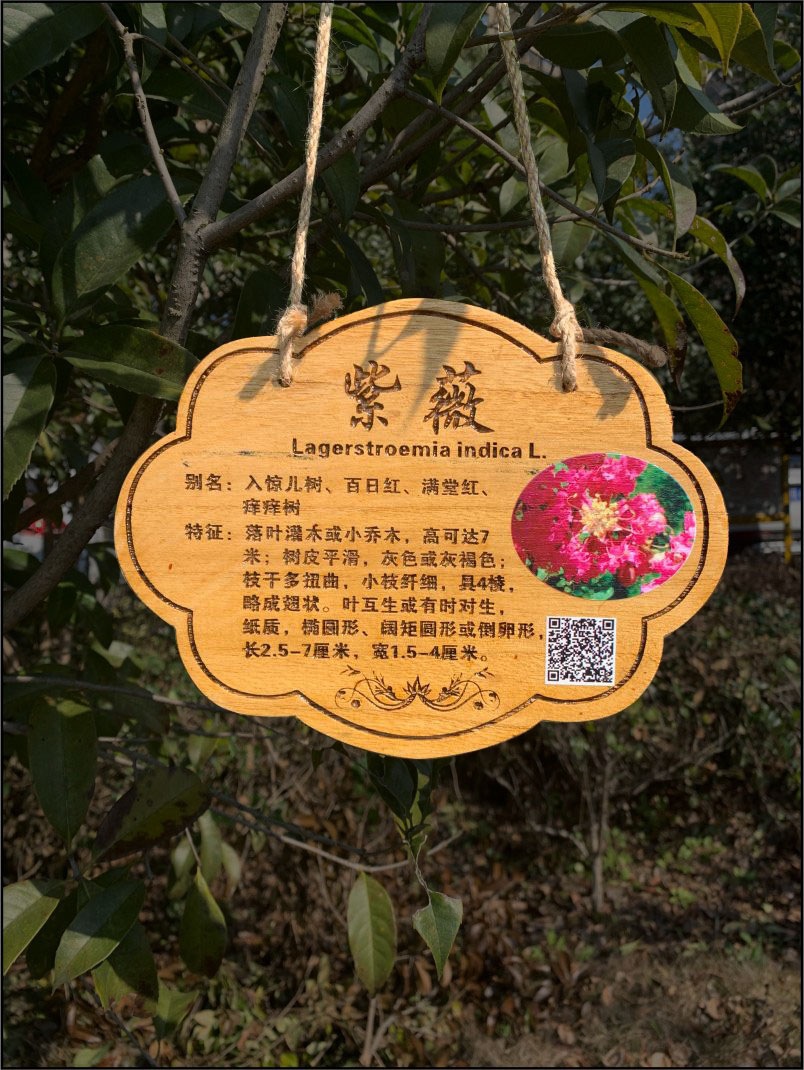 植树节挂牌小区室外许愿活动木质标签牌名字卡柏树树名祝福悬挂