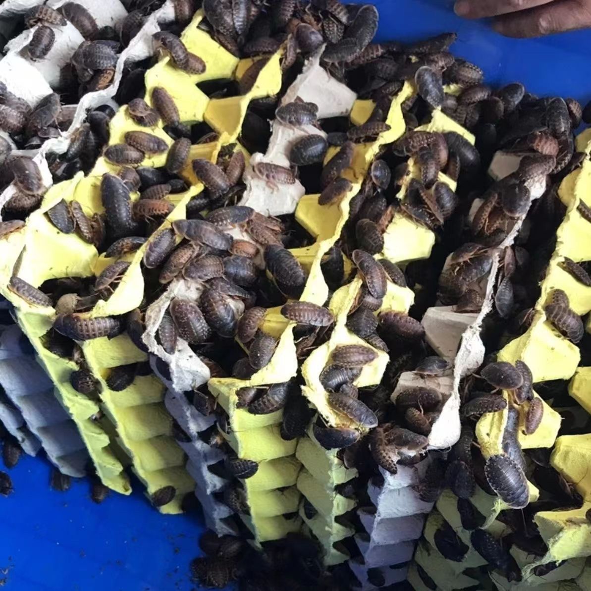 杜比亚蟑螂活体饲料活虫蝎子蜥蜴龙鱼守宫蜘蛛乌龟画眉鸟变色龙