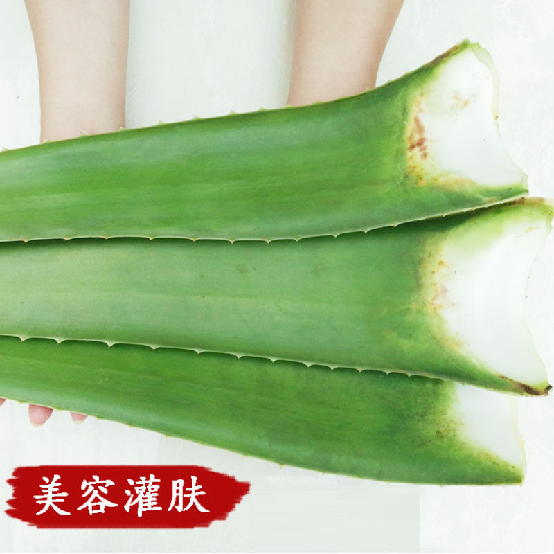 美容院库拉索超大芦荟叶片多肉植物绿植盆栽补水灌肤食用批发包邮