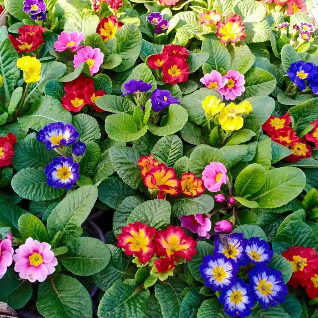 多色报春花小苗盆栽 阳台庭院室外耐寒耐冻 植物花期长抗冻花卉