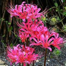 彼岸花种球曼珠沙华盆栽室内四季开花观花球根花卉盆栽石蒜种子