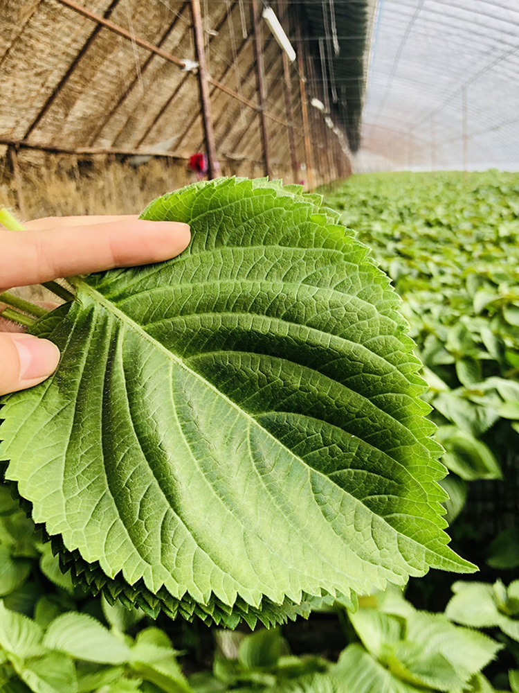 苏子叶新鲜紫苏叶韩国烤肉食用1斤商用朝鲜延边特产东北酱菜泡菜