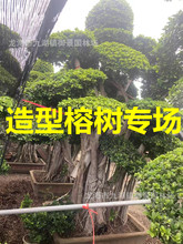 福建小叶榕树桩盆景 批发5.5米高小叶榕桩头广西造型榕树桩景价格