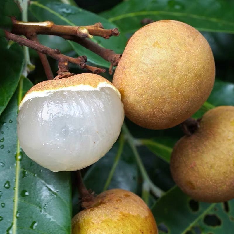 【超甜大果】广西老树石硖龙眼新鲜现摘桂圆水果当季整箱储良