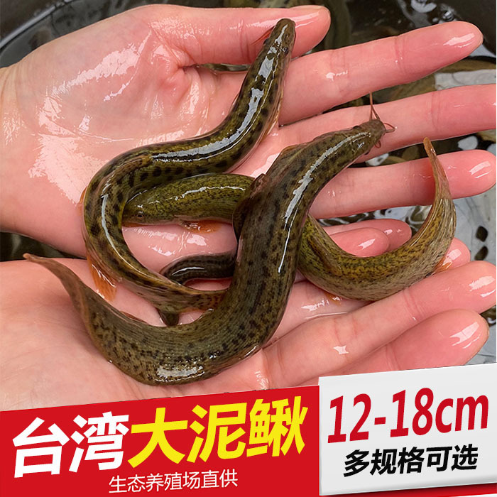 微山湖泥鳅淡水活鱼台湾大板鳅活体鱼青鳅黄鳅鱼现炖汤老人补钙