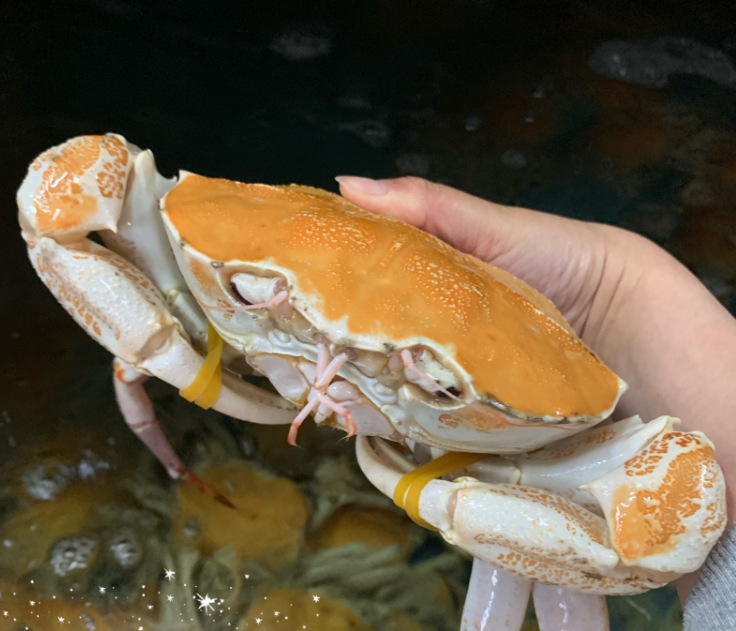 活冻黄金雪蟹鲜活冷冻澳洲黄金鳕蟹皮匠蟹皇后蟹生猛海鲜水产批发