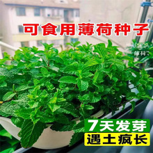 可食用薄荷种子留兰香柠檬苗猫薄荷四季播种室内阳台盆栽花种籽子