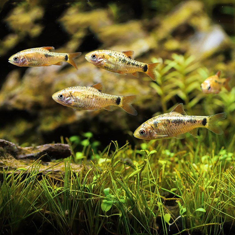 金光灯鱼 金条灯鱼活体小型鱼群游灯科鱼热带观赏鱼渔场大量 批发