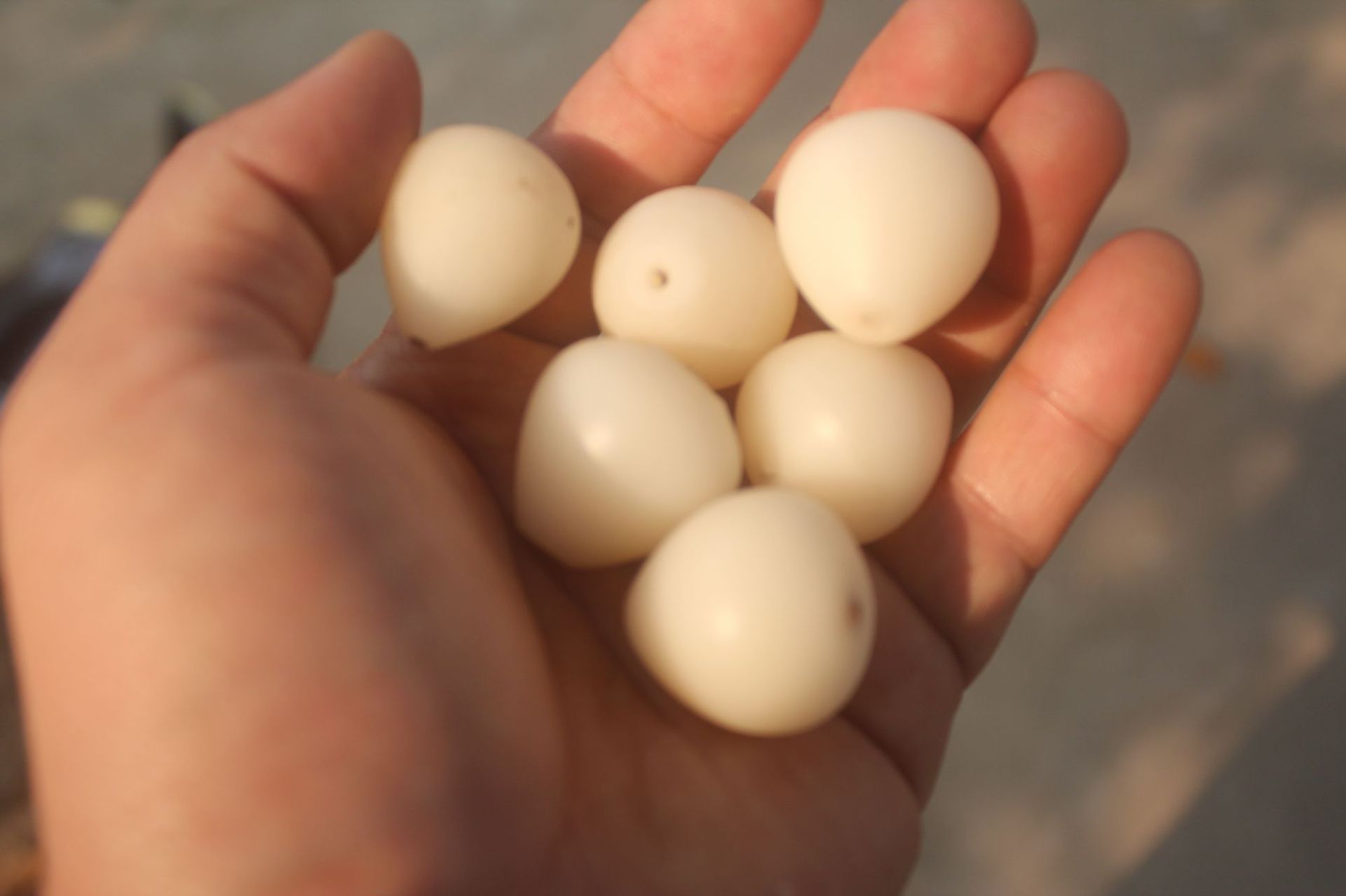 释迦菩提子 白色佛心果成品葫芦水滴空心菩提优品小吊坠菩提根