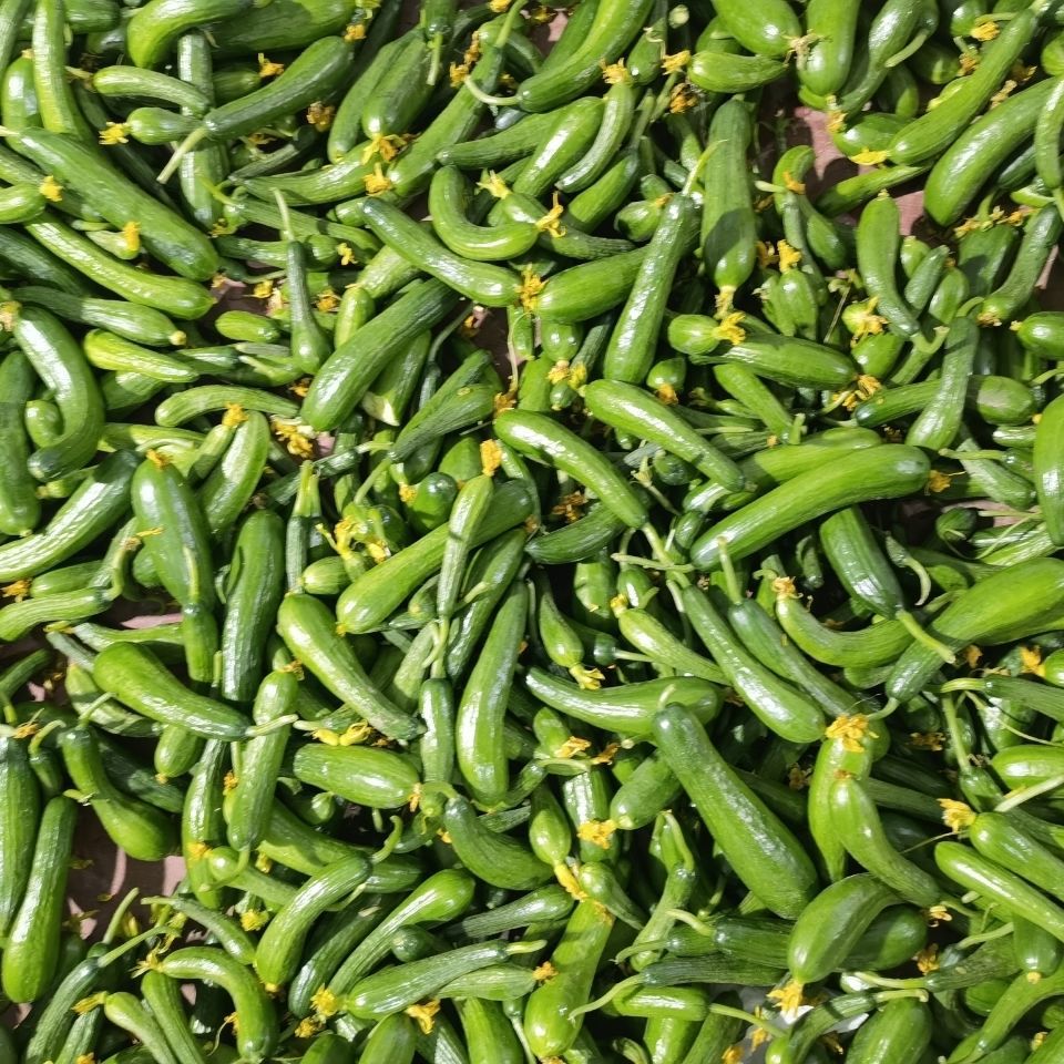 小黄瓜头黄瓜扭新鲜小青瓜扭手工腌制专用嫩黄瓜仔嫩黄瓜包邮批发