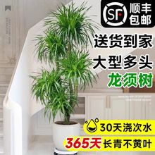 龙血树客厅大型旺宅绿植龙须树树苗盆栽室内特大盆景多头四季植物