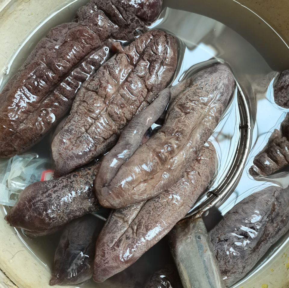 中小茄参 个头可爱 可泡发 拉缸盐货 水发海参 泥巴参