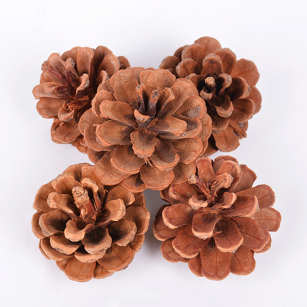 天然松果 圣诞节松塔装饰 干花包松 单个松球 家居装饰 拍摄道具