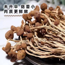 农家自种特产菌菇干货茶树菇不开伞厂家直销 量大批发 煲汤佳食材