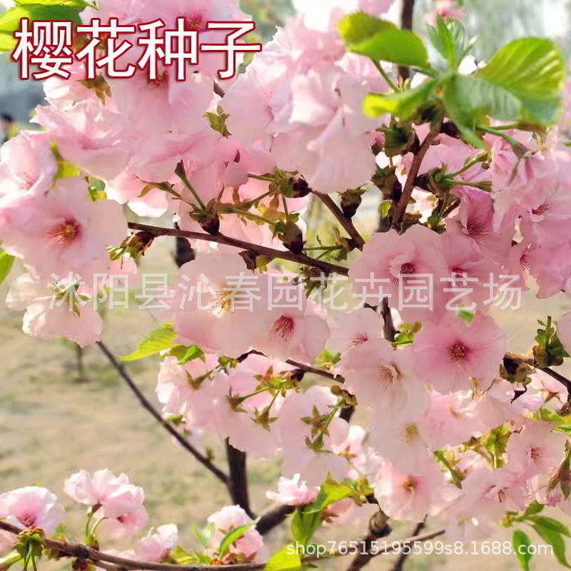 批发林木种子樱花种子早樱晚樱日本樱花种子批发保证质量发芽率高