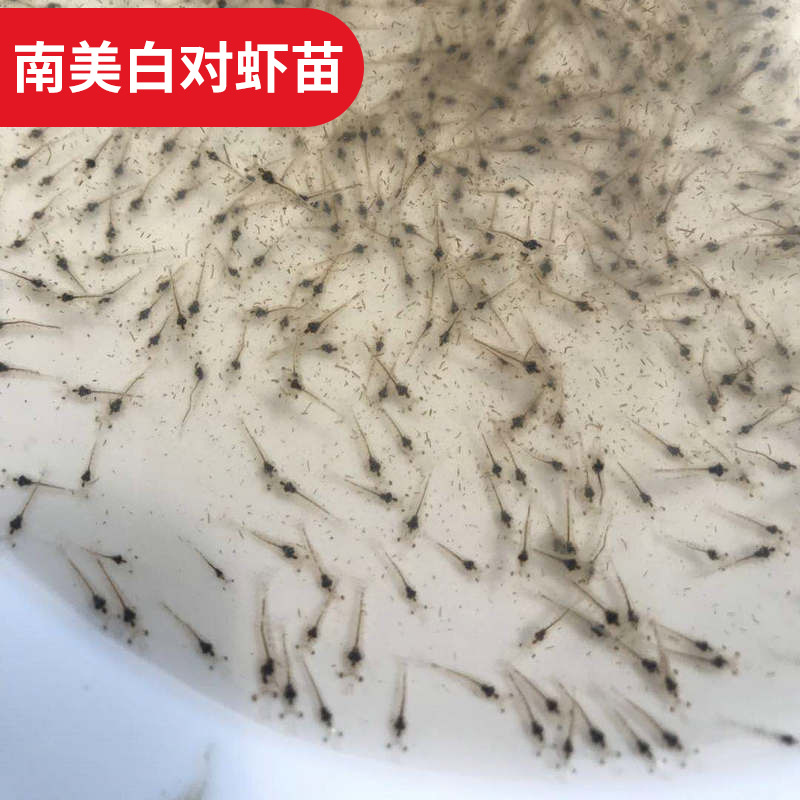 二次淡化白对虾苗 第一代二代南美白对虾虾苗 罗氏沼虾苗批发
