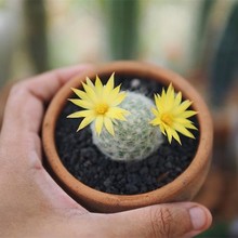 仙人球盆栽室内花卉仙人掌类电脑桌面绿植小盆栽可爱多肉植物盆景