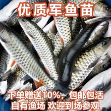 军鱼苗活鱼淡水养殖食用青竹鲩鱼苗黄娟鱼苗河石坚鱼苗观赏鱼鱼苗