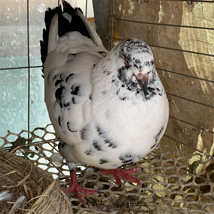 江西观赏鸽养殖场淑女鸽价格大体元宝鸽多少钱公斤鸽种鸽包邮