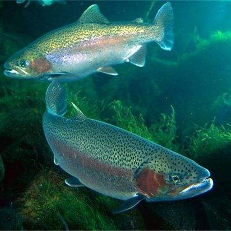 金鳟鱼虹鳟鱼活体鱼苗淡水凶猛冷水鱼包邮观赏鱼稀有鱼淡水三文鱼