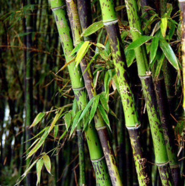 绿植竹子的种类与图片图片