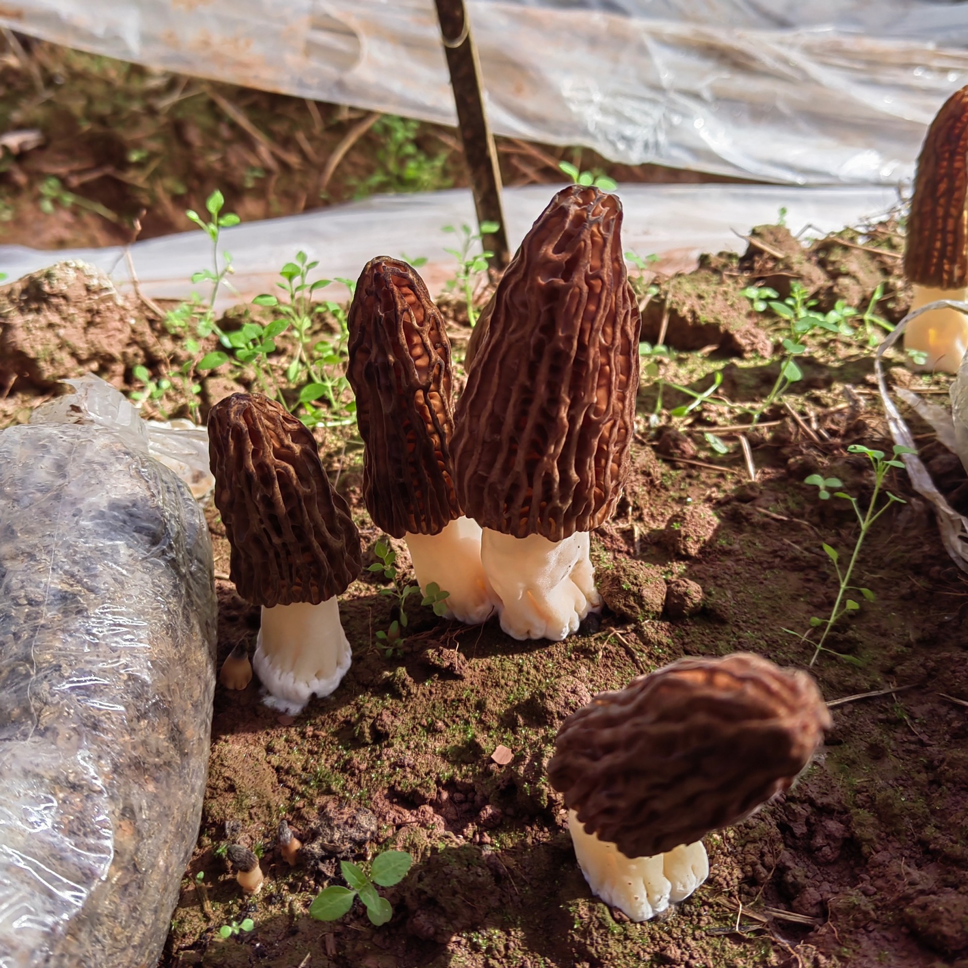 新鲜羊肚菌现货批发 食用菌云南香格里拉新鲜羊肚菌一件代发