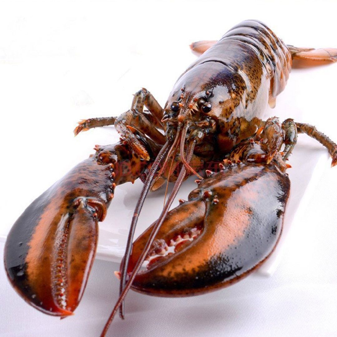 波士顿大龙虾2斤5斤鲜活海鲜冷冻波斯顿龙虾水产海虾澳龙特大波