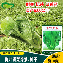 宽叶青菜种子 农田菜园可盆栽耐寒抽苔晚细嫩清香包心芥菜蔬菜籽