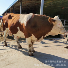 鲁西黄牛养牛场出售肉牛养殖育肥品种小牛犊 基础母牛带羔送到家