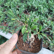 漳州多肉植物批发 皱叶麒麟多头约7-8cm 裸根 花卉绿植盆栽园艺